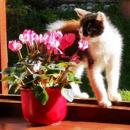 Tatil Evi Orseg Kincse Kis - 4 Fore